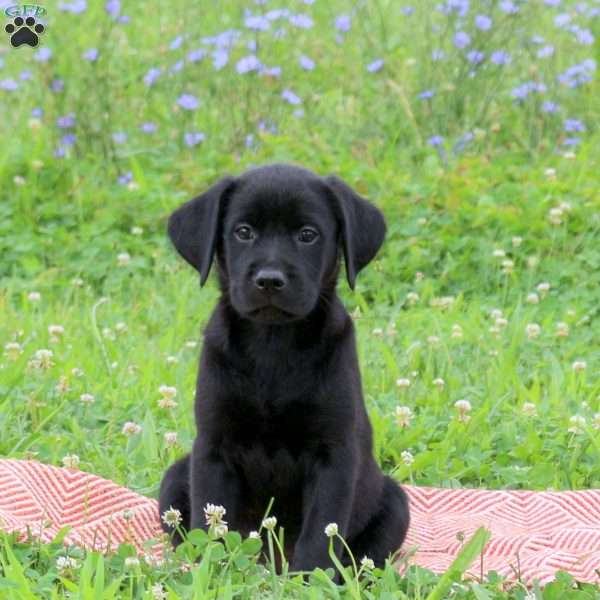 Jessie, Golden Labrador Puppy