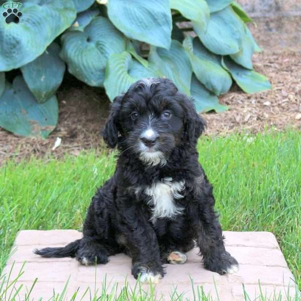 Jessie, Mini Golden Mountain Doodle Puppy