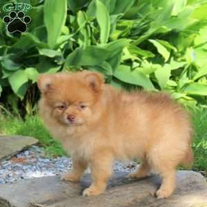 Jessie, Pomeranian Puppy