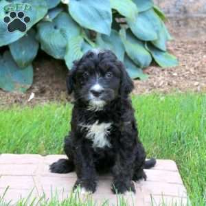 Jessie, Mini Golden Mountain Doodle Puppy
