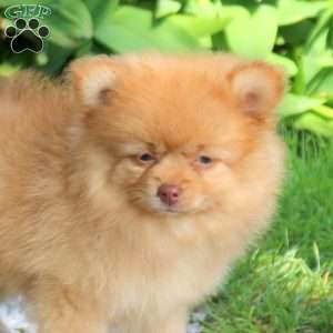 Jessie, Pomeranian Puppy