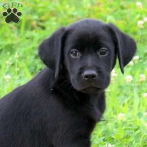 Jessie, Golden Labrador Puppy