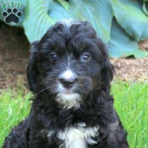 Jessie, Mini Golden Mountain Doodle Puppy