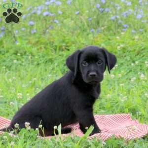 Jessie, Golden Labrador Puppy