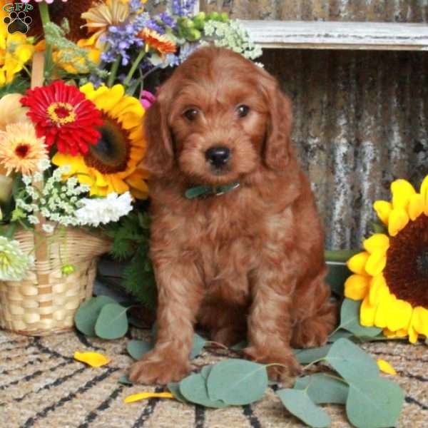 Jester, Mini Goldendoodle Puppy