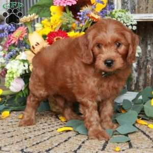 Jester, Mini Goldendoodle Puppy