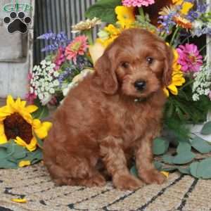 Jester, Mini Goldendoodle Puppy