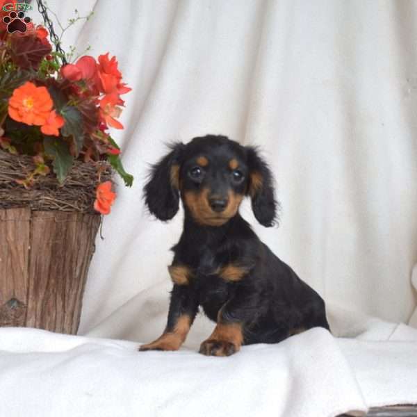Jet-Miniature, Dachshund Puppy