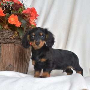 Jet-Miniature, Dachshund Puppy