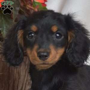 Jet-Miniature, Dachshund Puppy
