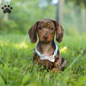 Jewel, Dachshund Puppy