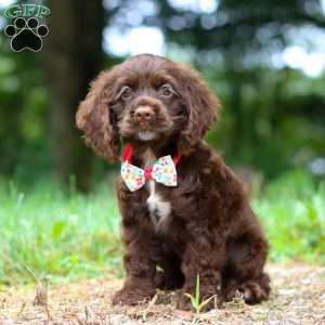 Jewel, Cocker Spaniel Puppy