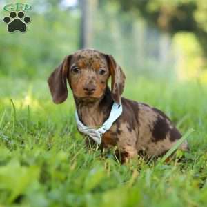 Jewel, Dachshund Puppy