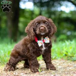 Jewel, Cocker Spaniel Puppy