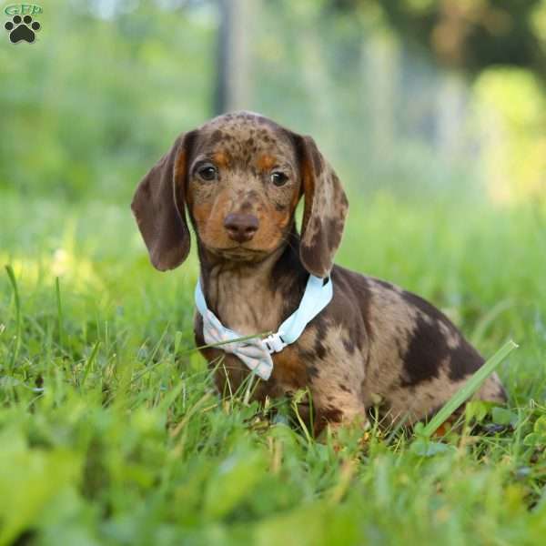 Jewel, Dachshund Puppy