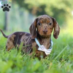 Jewel, Dachshund Puppy
