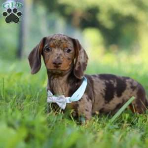 Jewel, Dachshund Puppy
