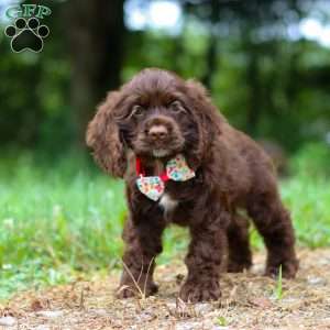 Jewel, Cocker Spaniel Puppy