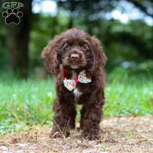 Jewel, Cocker Spaniel Puppy