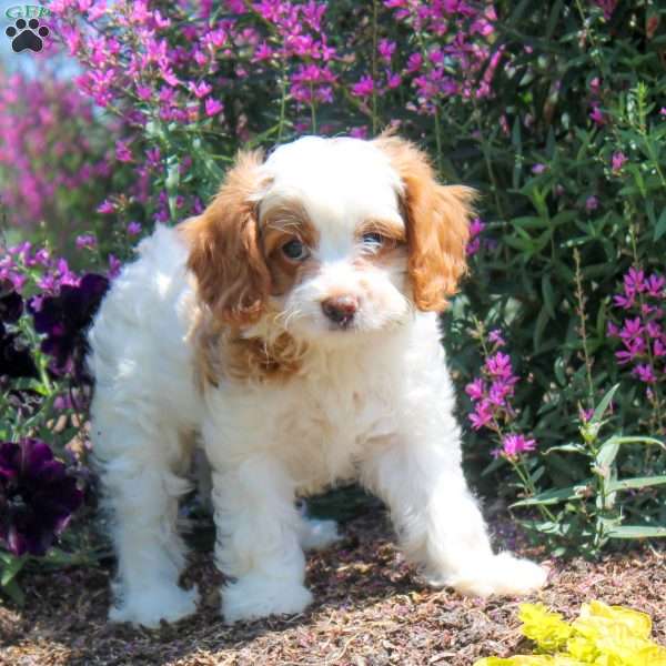 Jewel, Cavapoo Puppy