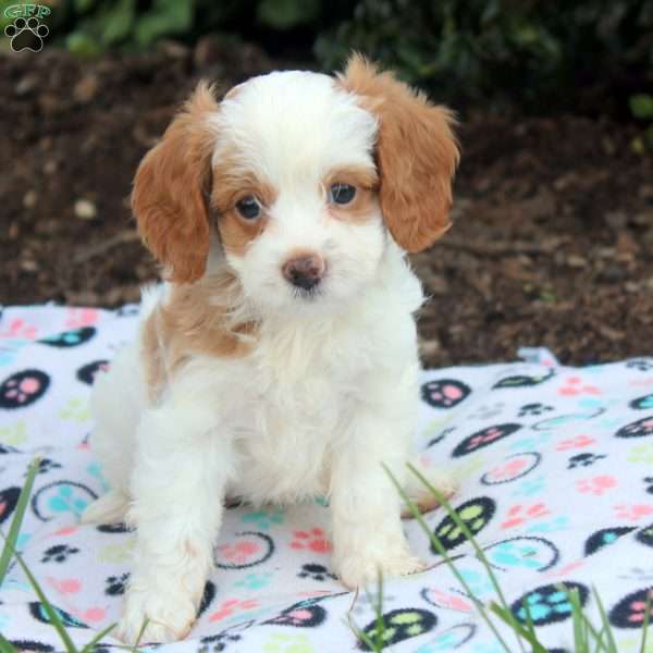 Jewel, Cavapoo Puppy