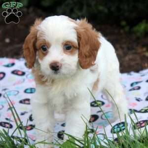 Jewel, Cavapoo Puppy