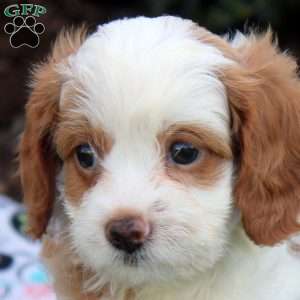 Jewel, Cavapoo Puppy
