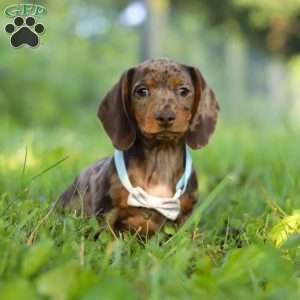 Jewel, Dachshund Puppy