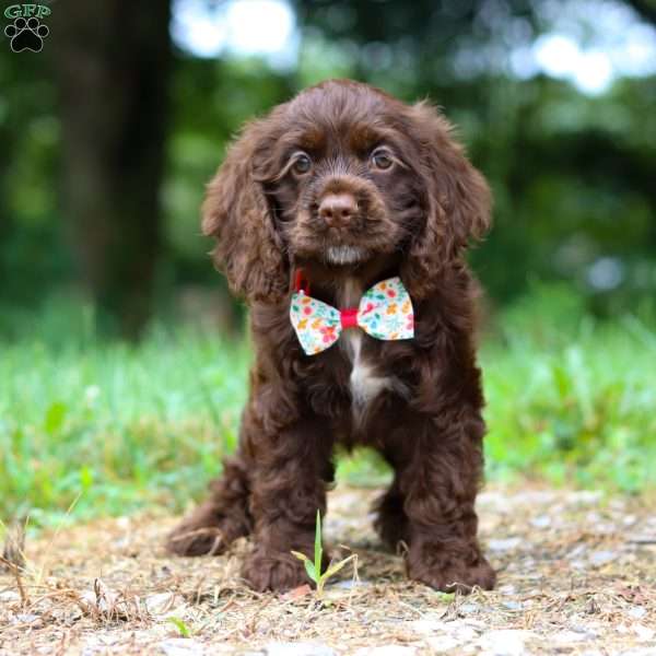 Jewel, Cocker Spaniel Puppy
