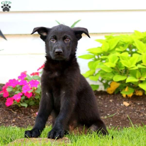 Jiffy, German Shepherd Puppy