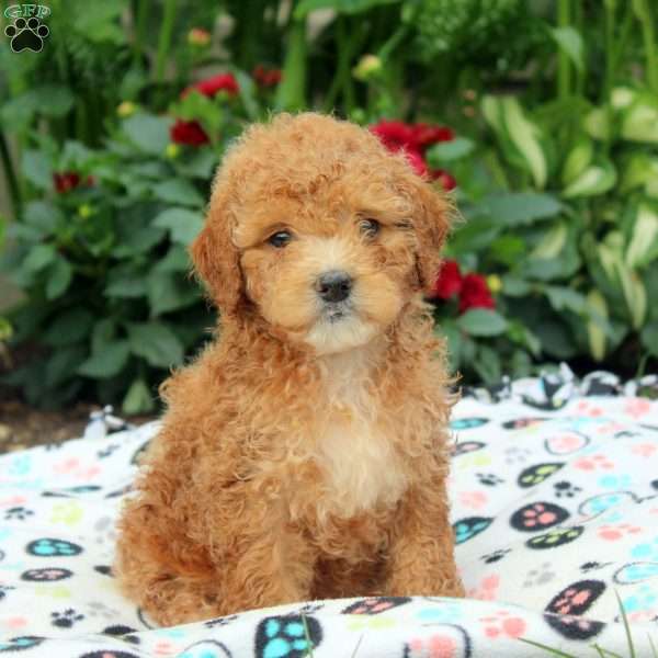 Jill, Miniature Poodle Puppy