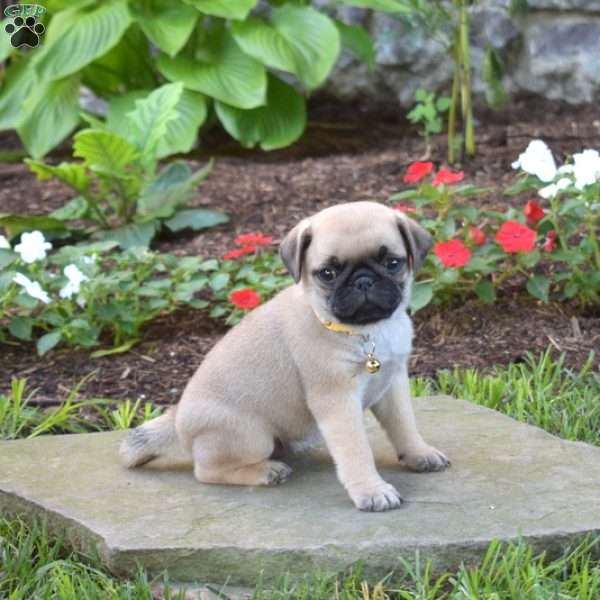 Jill, Pug Puppy