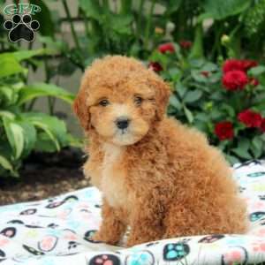 Jill, Miniature Poodle Puppy