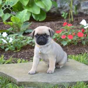 Jill, Pug Puppy