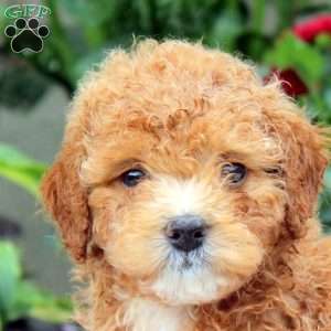 Jill, Miniature Poodle Puppy