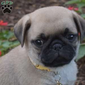 Jill, Pug Puppy