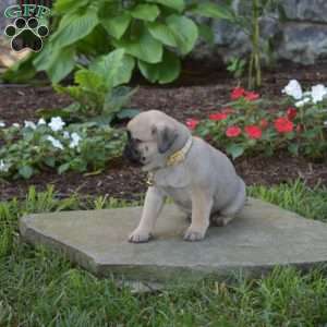 Jill, Pug Puppy