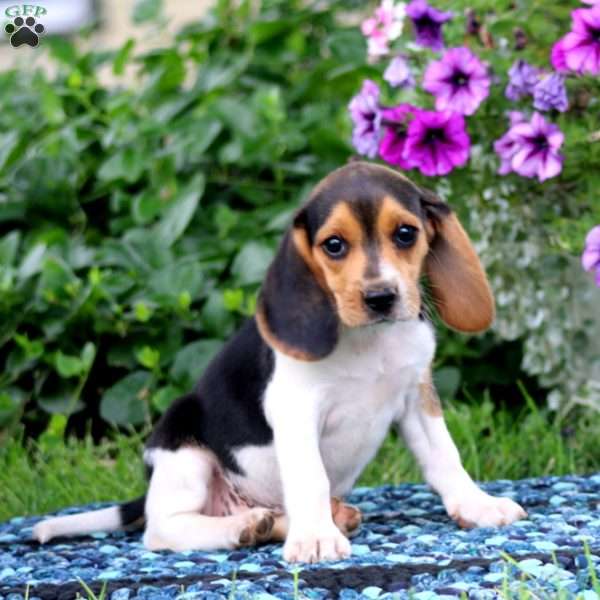 Jill, Beagle Puppy