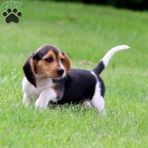 Jill, Beagle Puppy