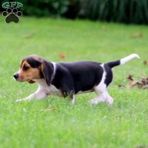 Jill, Beagle Puppy