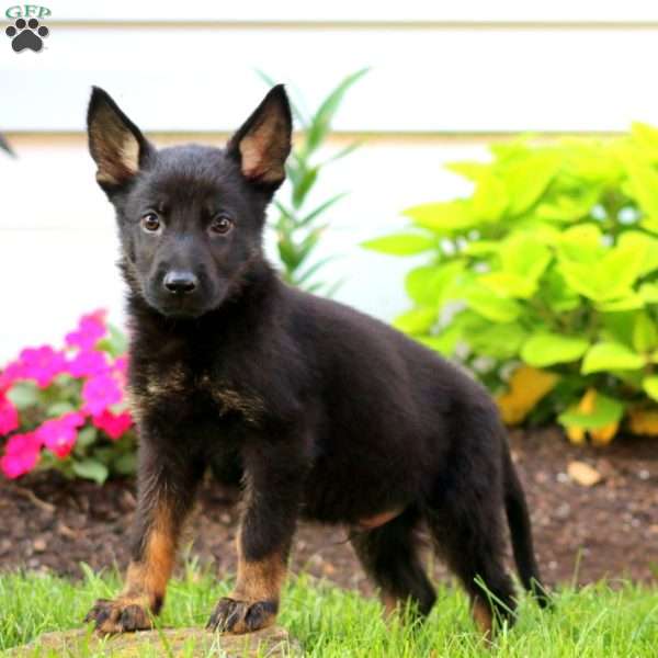 Jimbo, German Shepherd Puppy