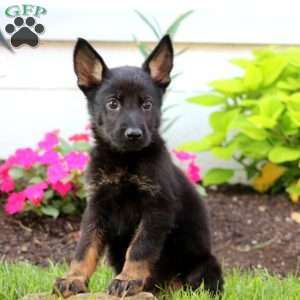 Jimbo, German Shepherd Puppy