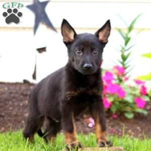 Jimbo, German Shepherd Puppy