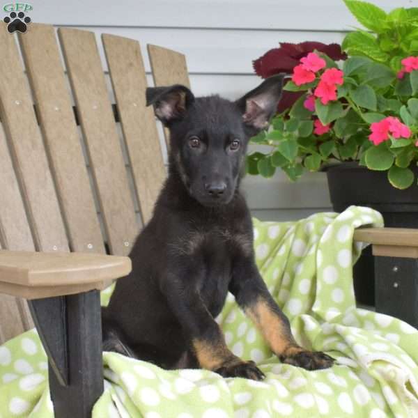 Jimmy, German Shepherd Puppy