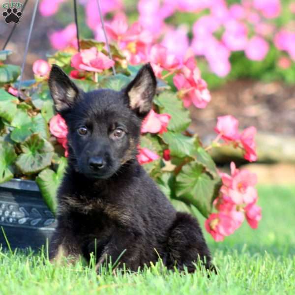 Jimmy, German Shepherd Puppy