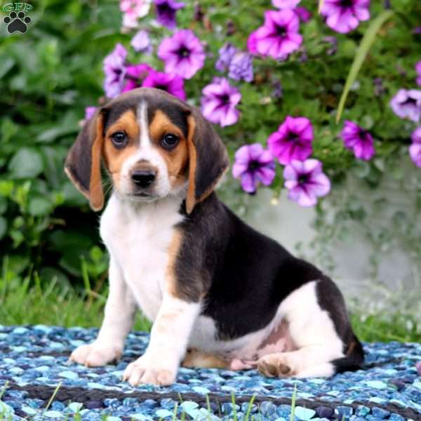 Jimmy, Beagle Puppy