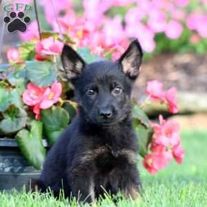 Jimmy, German Shepherd Puppy