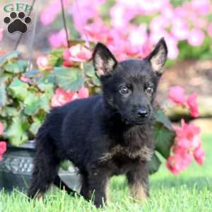 Jimmy, German Shepherd Puppy