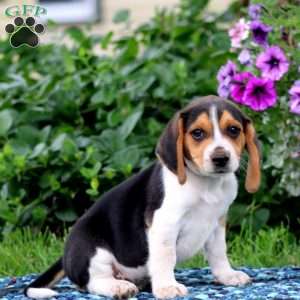 Jimmy, Beagle Puppy