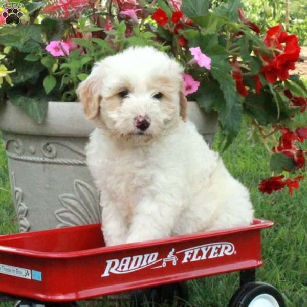 Jingle, Miniature Poodle Mix Puppy